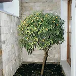 Eleven, Boutique Luxury House & Garden Panzió