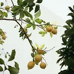 Eleven, Boutique Luxury House & Garden Panzió 4*