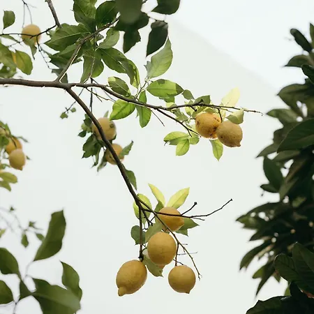 Eleven, Boutique Luxury House & Garden 住宿加早餐酒店 4*